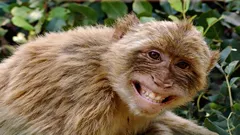 Gli 8 primati più intelligenti del pianeta che sfidano l’uomo