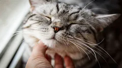 Tutti i gatti fanno le fusa? Gli esperti sono arrivati a una conclusione inaspettata